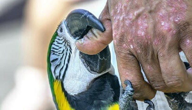 Macaw Biting