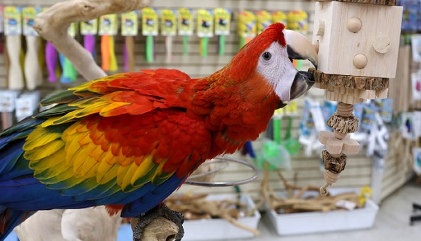 Macaw Playing