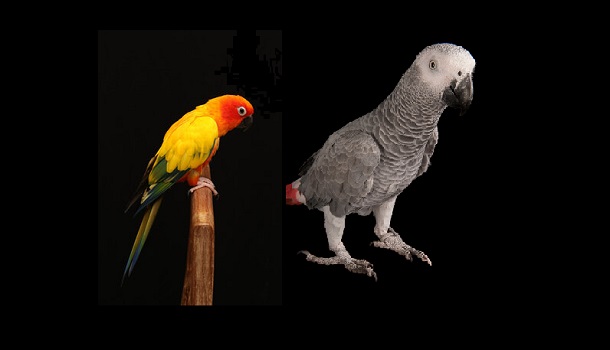 Medium birds Size Difference