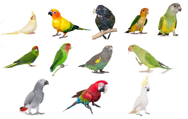Parrot-Breeds list