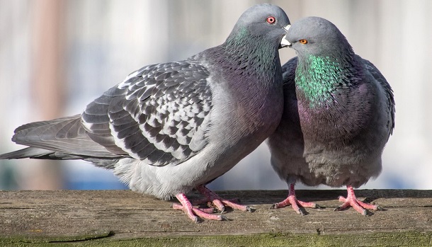 Pigeon Pair