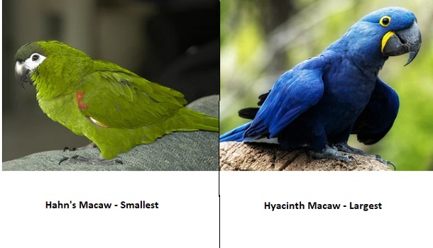 Smallest And Largest Macaw