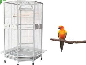 conure-bird-cage