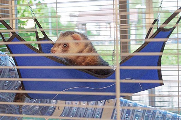ferret in hammock