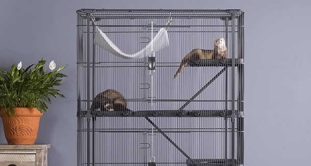 ferrets in cage