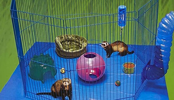 ferrets playing in playpen