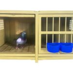 pigeon-cage