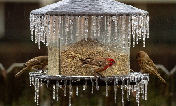 suet feeder in winter