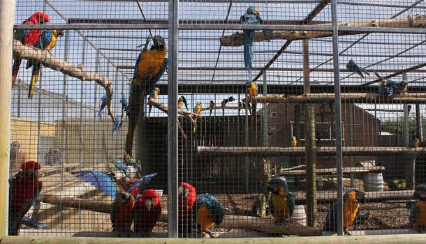 Mixed birds in aviary