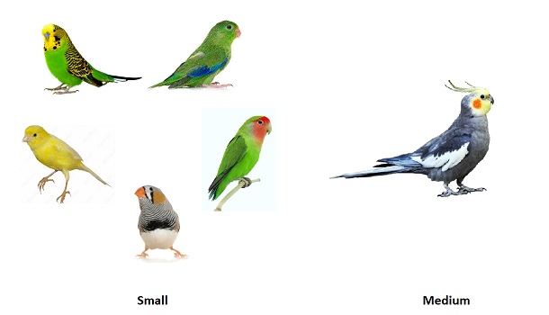 Small And Medium Birds