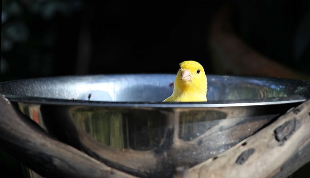 canary-bathing