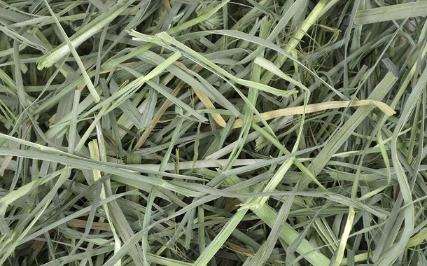 Orchard Grass Hay