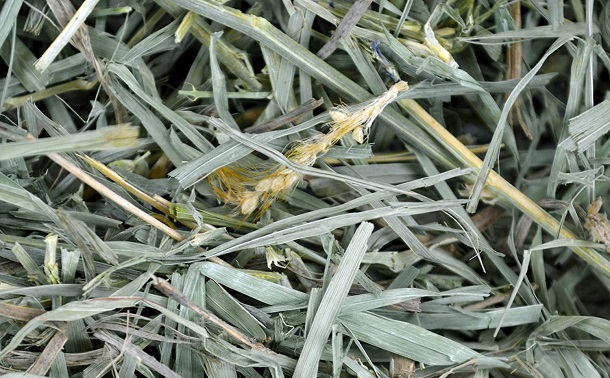 Organic Meadow Hay