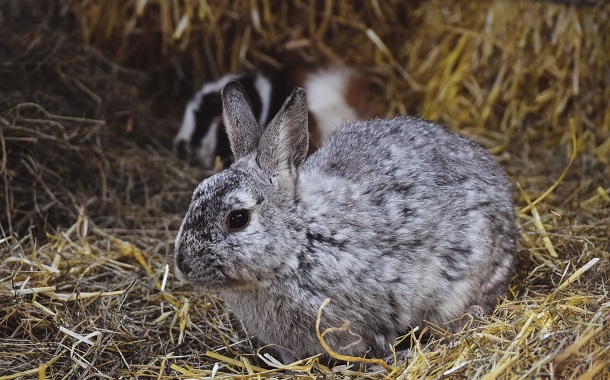 bunny eats oat hay