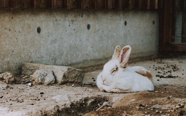 bunny lying on ground