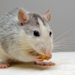 can rats eat cheese
