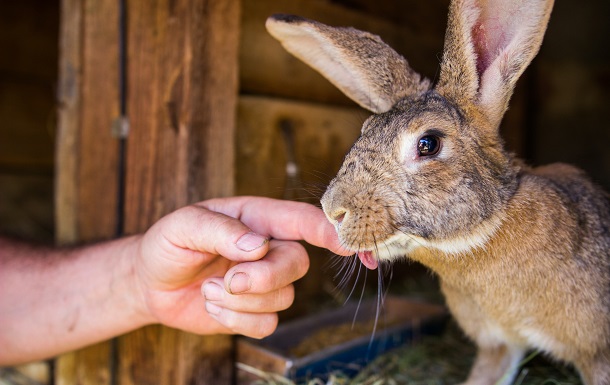 feeding rabbit
