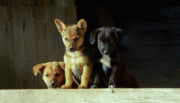 three young dogs
