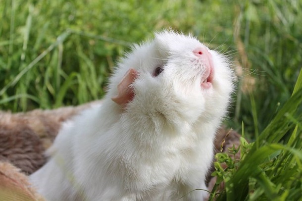 white gunea pig