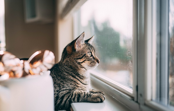 cat on the window sill