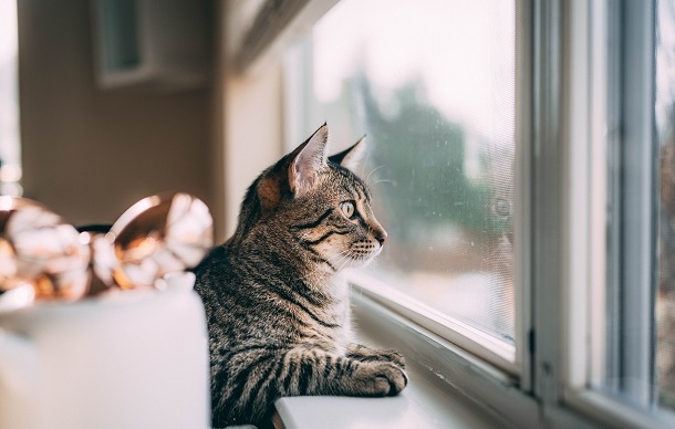 How To Keep Cats Off Window Sills? - Methods That Always Work