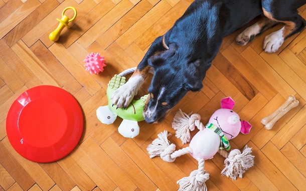 dog and toys