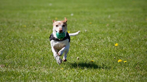 happy dog