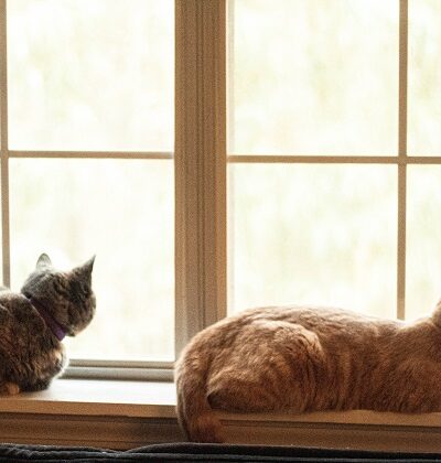 how to keep cats off window sills