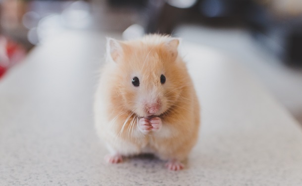 little hamster