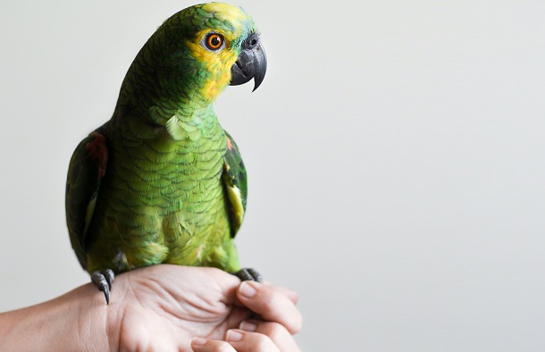 pet parrot