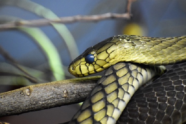 snake pet in aquarium