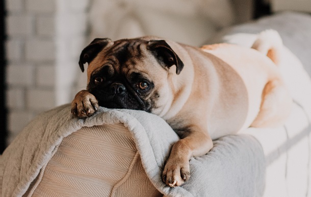 anxious dog