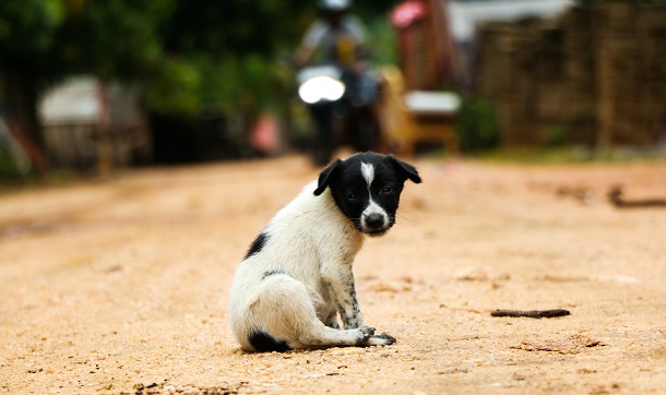 black and white dog sits