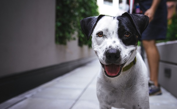 black and white dog