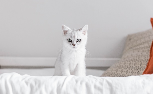 cat in human bed