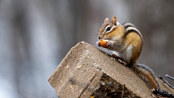 chipmunk eating