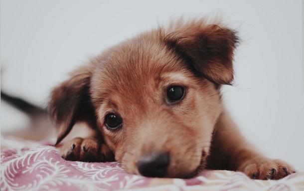 puppy on blanket