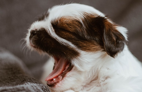 puppy yawn