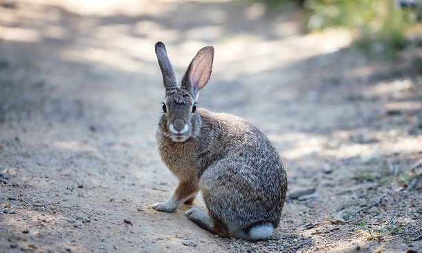 standard rex rabbit