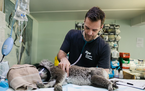 veterinarian and dog