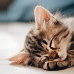 where should my kitten sleep on the first night