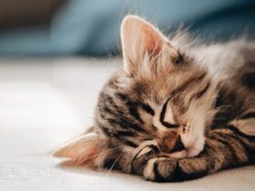 where should my kitten sleep on the first night